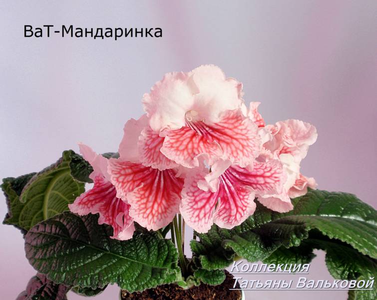 P8247830_755x600.jpg