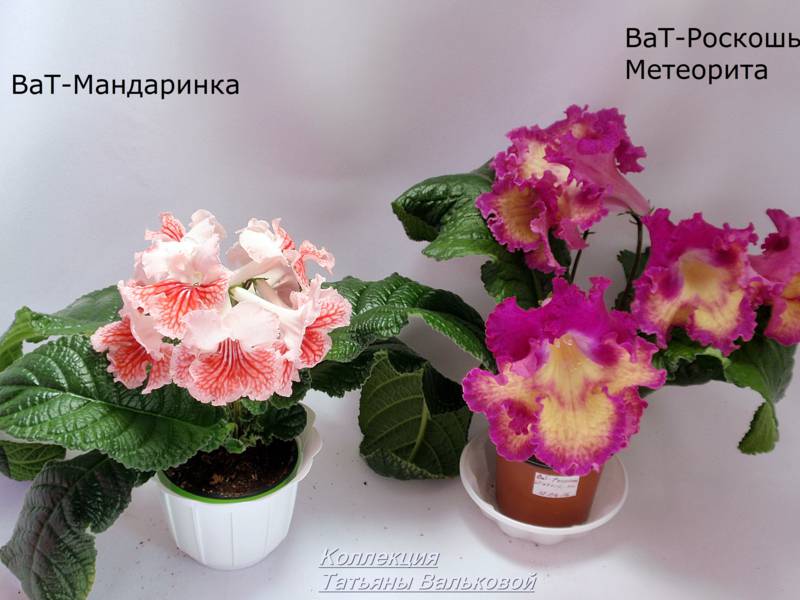 P9068148_800x600.jpg