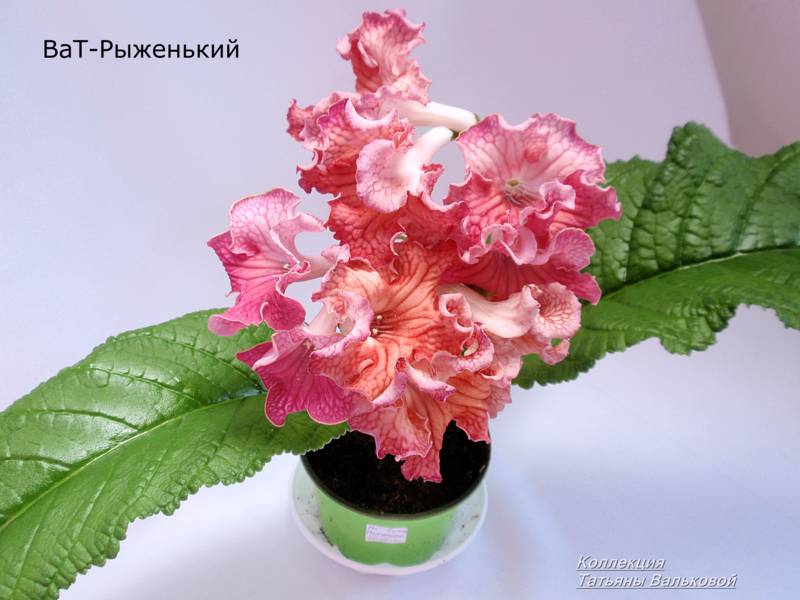 P9057856_800x600.jpg
