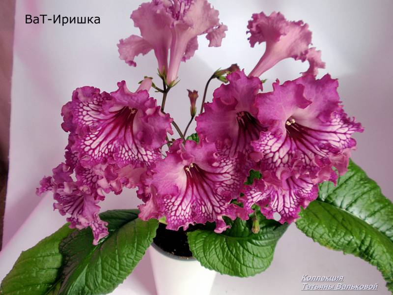 P8247834_800x600.jpg