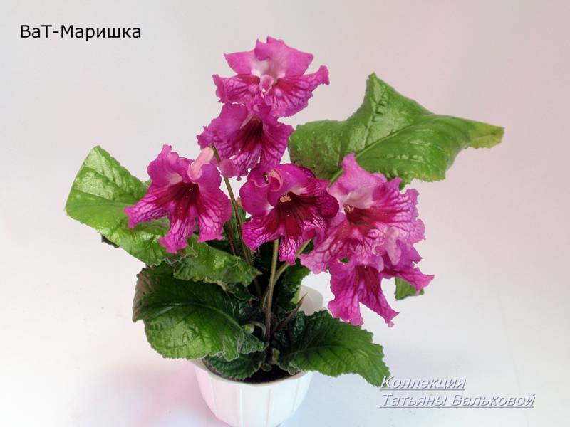 P9057863_800x600.jpg