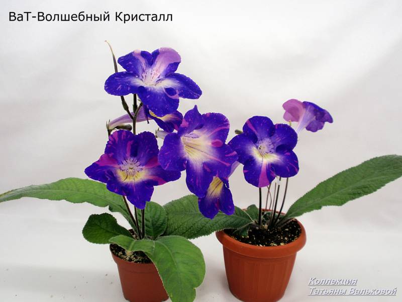 PB196357_800x600.jpg