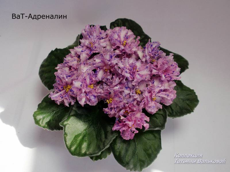 P9057880_800x600.jpg