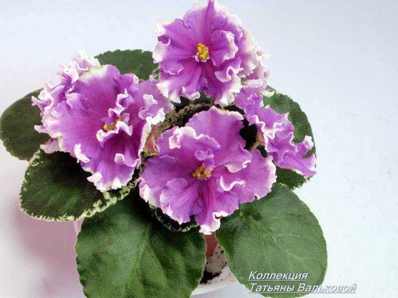 P8247759_800x600.jpg