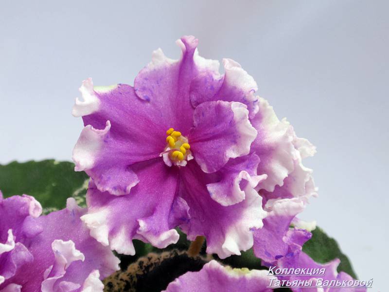 P8247761_800x600.jpg