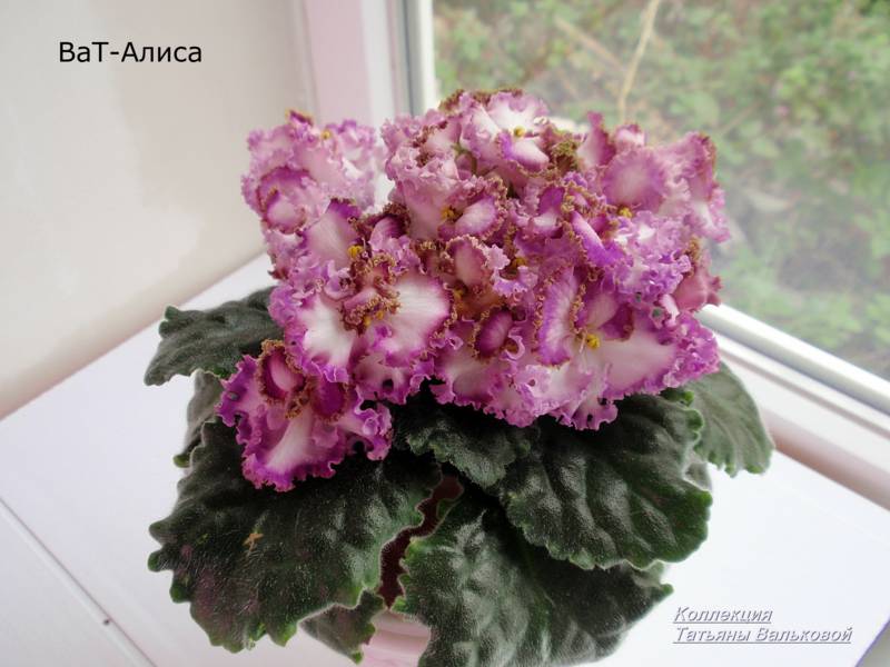 P9158190_800x600.jpg