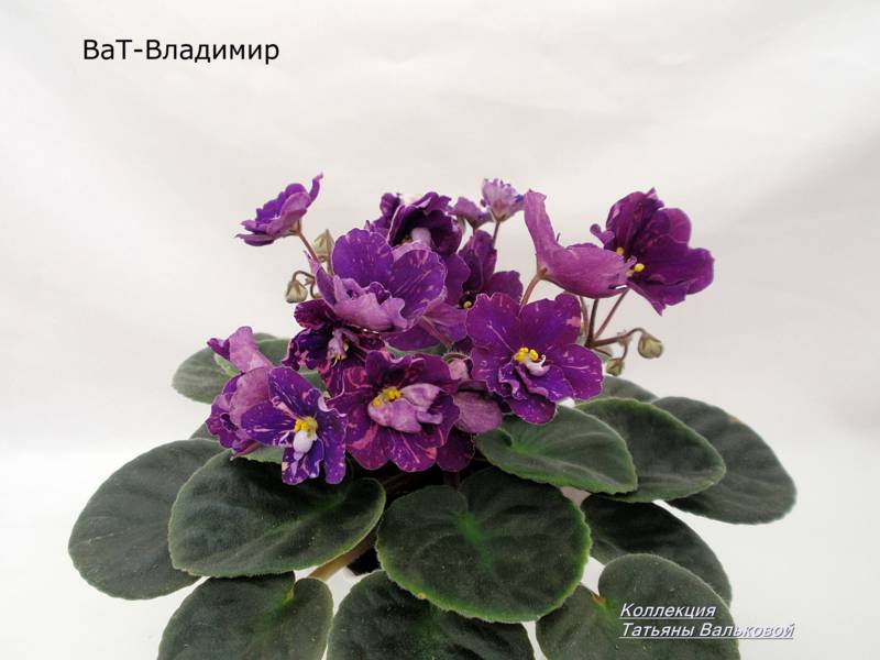 P1066527_800x600.jpg