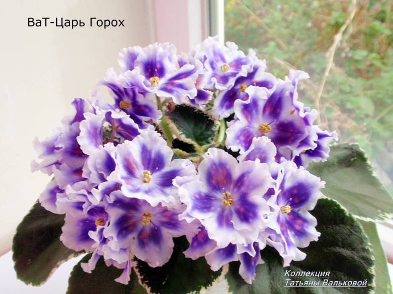 P9158183_800x600.jpg