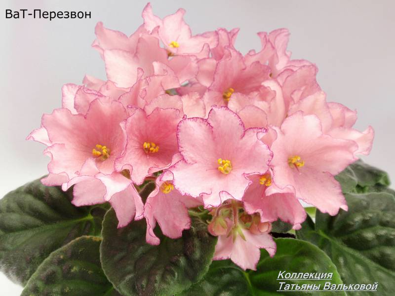 P9068099_800x600.jpg