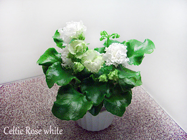 Celtic Rose white.JPG