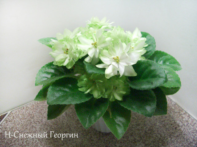 Н-Снежный Георгин.JPG