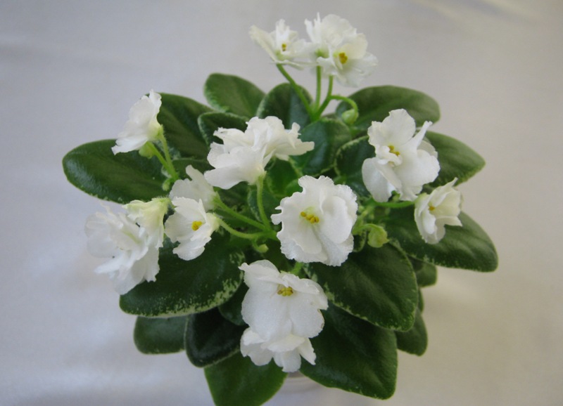 Н-Акулина.JPG