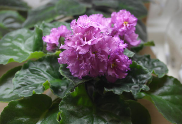 Ален-Pink-Kiss.jpg