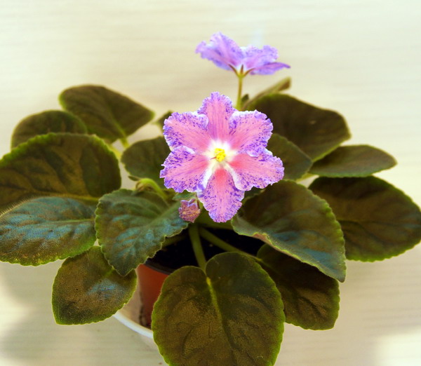 DSC04592.jpg