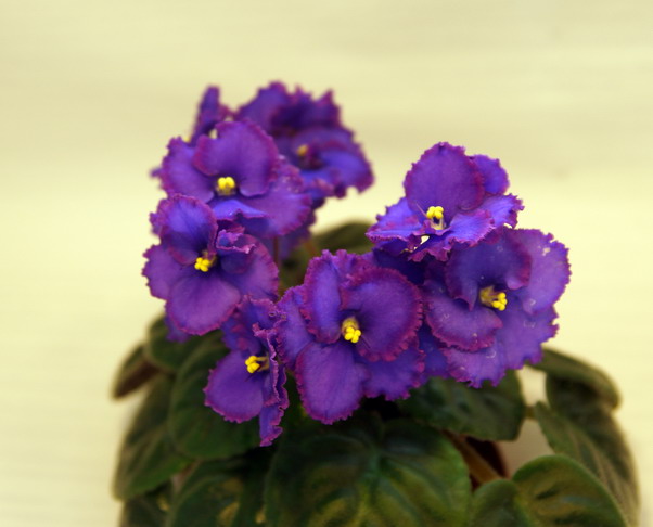 DSC04500.jpg