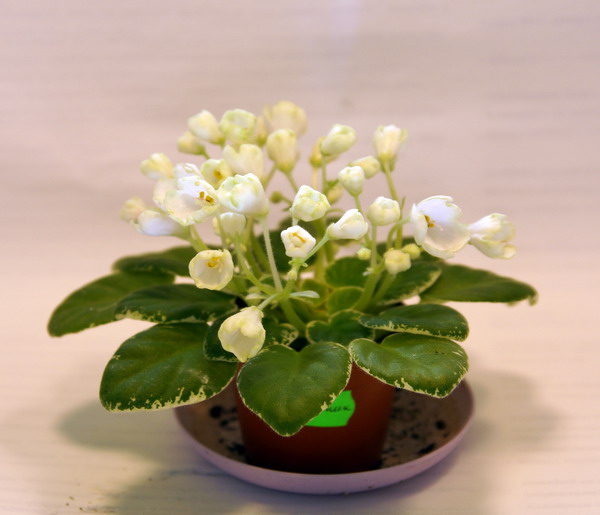 DSC04514.jpg