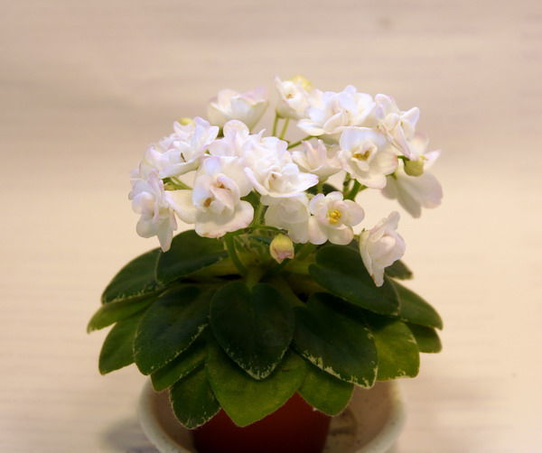 DSC04523.jpg
