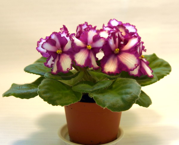 DSC04535.jpg