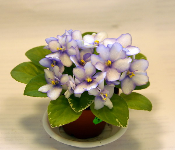 DSC04550.jpg
