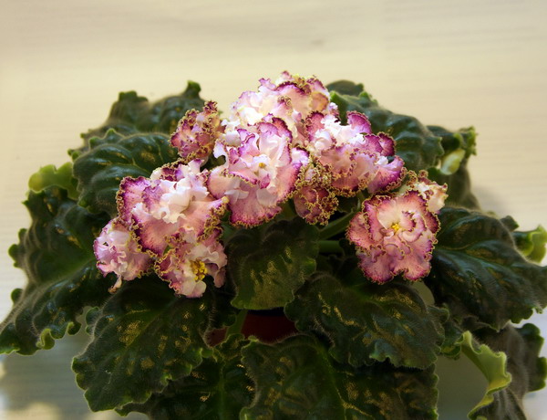 DSC04594.jpg