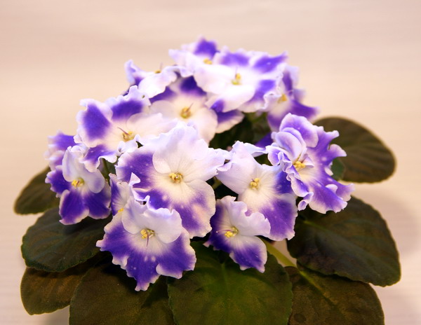 DSC04600.jpg