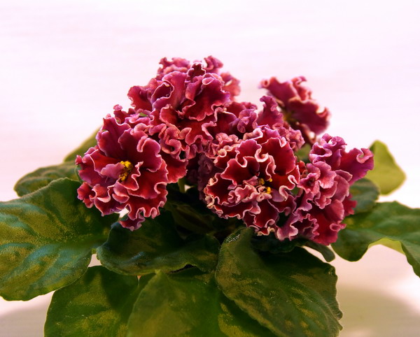 ЛЕ-Корсика