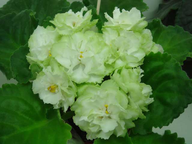 Spring-Rose.jpg