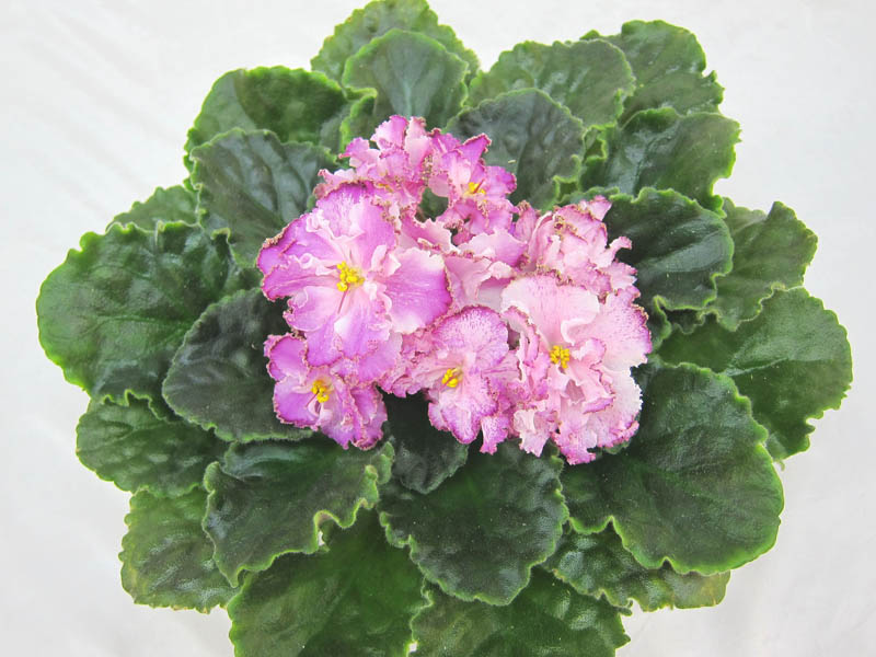 ЛЕ-Кира (Е.Лебецкая) колл. М.Тюрина.JPG