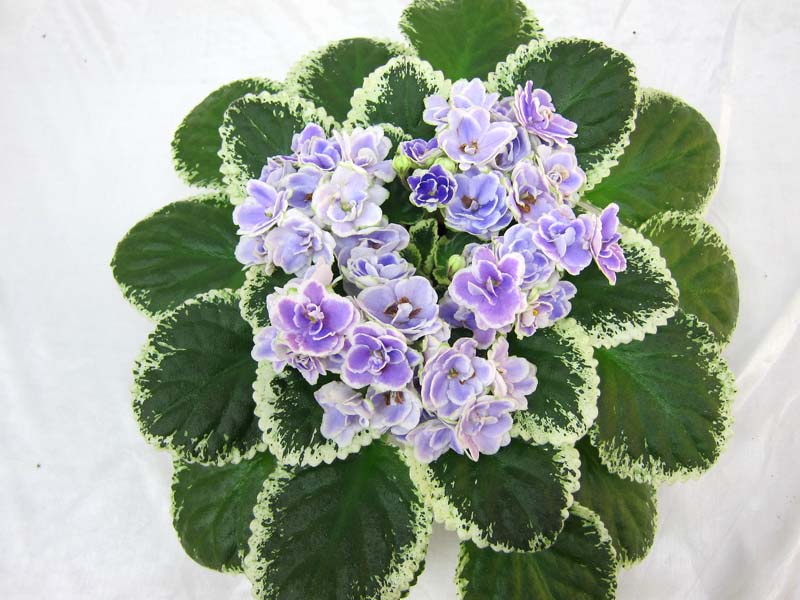 Buckeye Seductress (P.Hancock) колл. М.Фёдорова.JPG