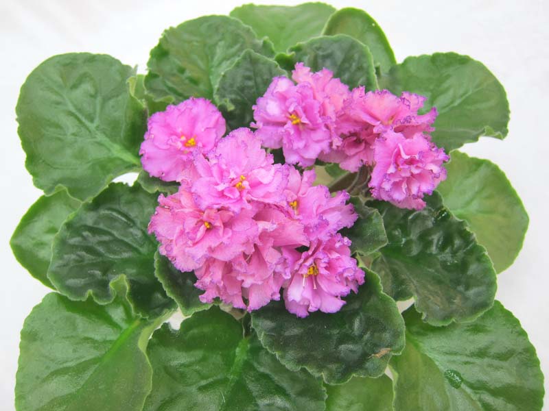 Ален-Pink Kiss колл.В.Хохлова.JPG