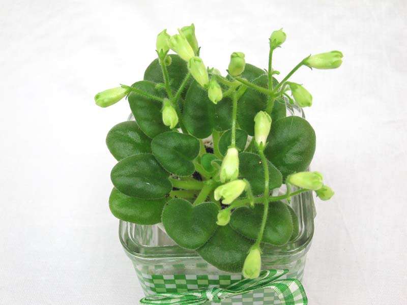 Emerald Bell (О.Барышева) колл.И.Щедрина.JPG