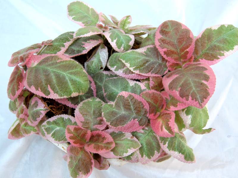 Episcia Pink Smoke колл.О.Жильчикова.JPG