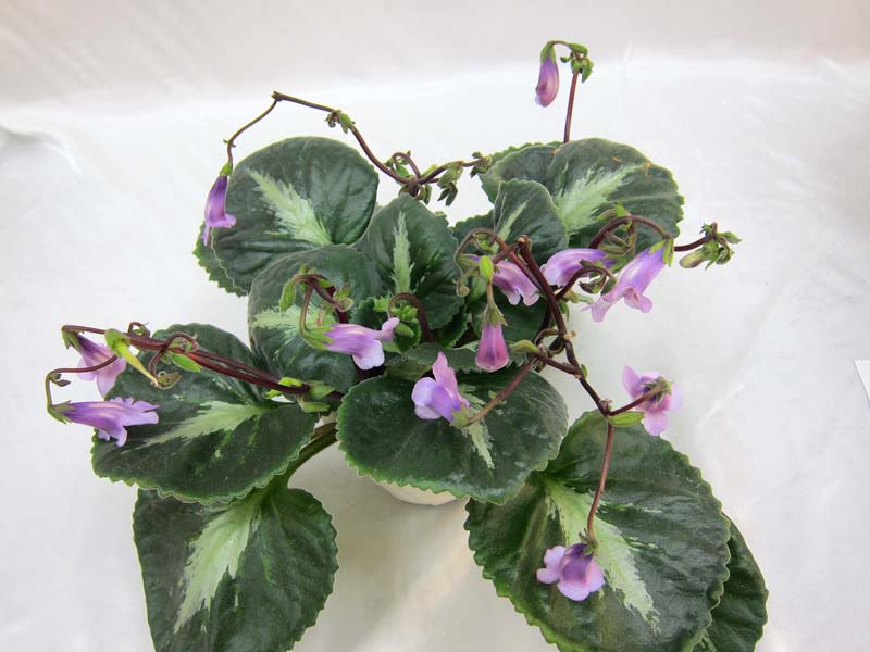 Primulina brassicoides Marble Leaf колл.Н.Старостенко.JPG