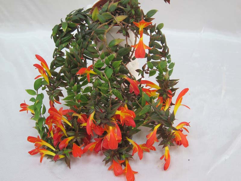 Columnea Early Bird колл.М.Карпова.JPG