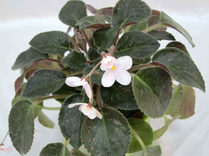 S.diplotricha колл.О.Жильчикова.JPG