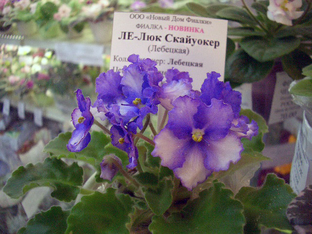 ЛЕ-Люк Скайуокер колл.Лебецкой.JPG