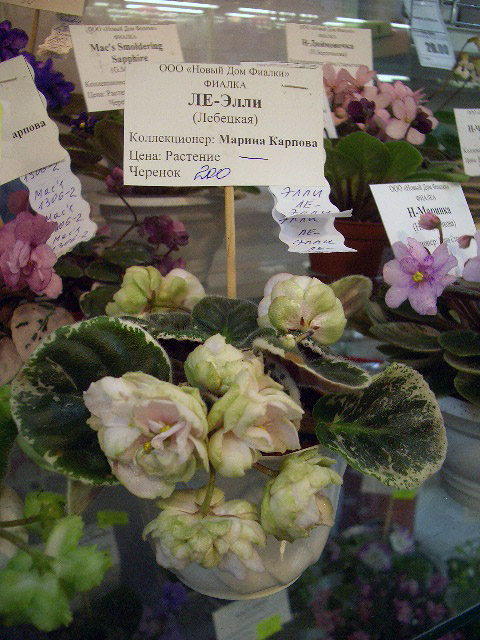 ЛЕ-Элли.JPG
