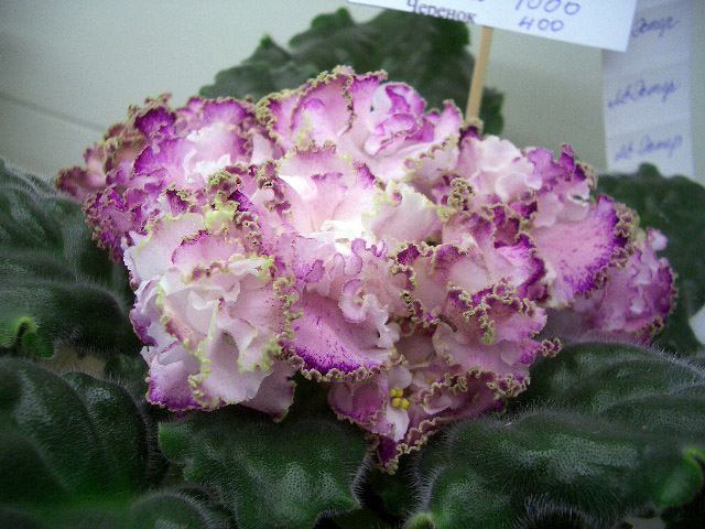 ЛЕ-Эстер (колл.Лебецкая).JPG