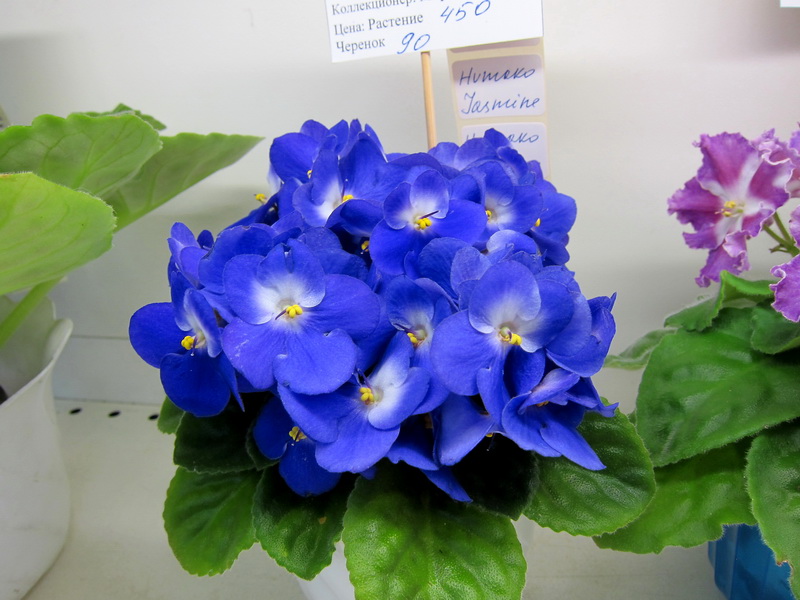 Карпова Humako Jasmine.JPG