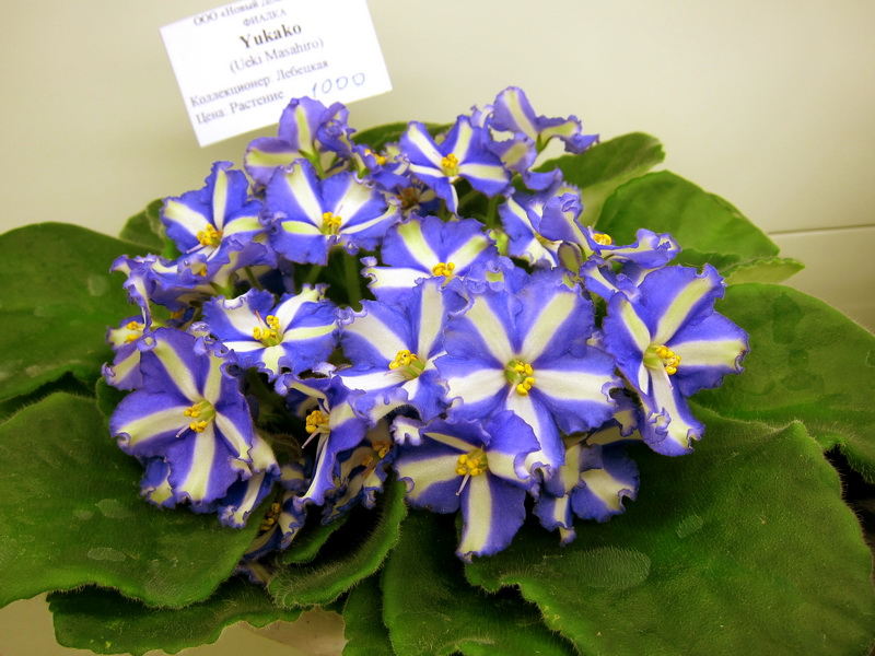 Лебецкая Yukako.JPG