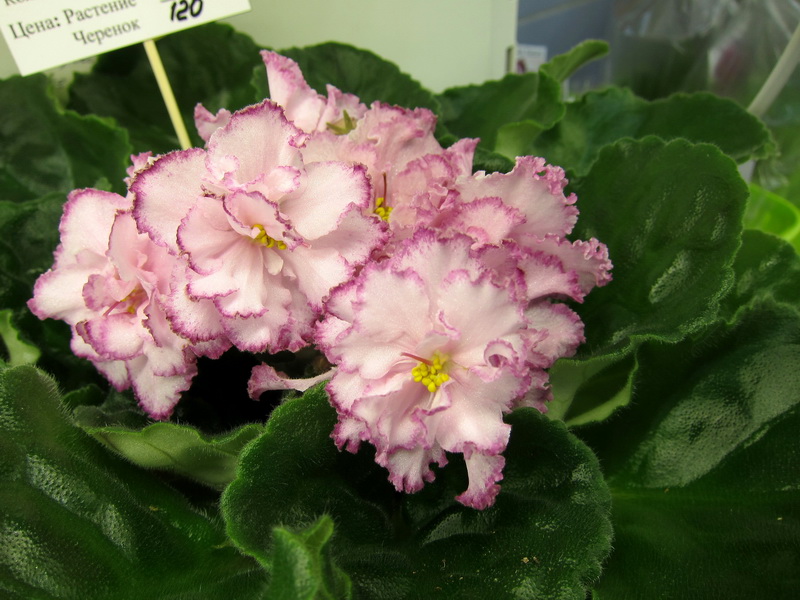 Нестерова ЛЕ-Кира.JPG