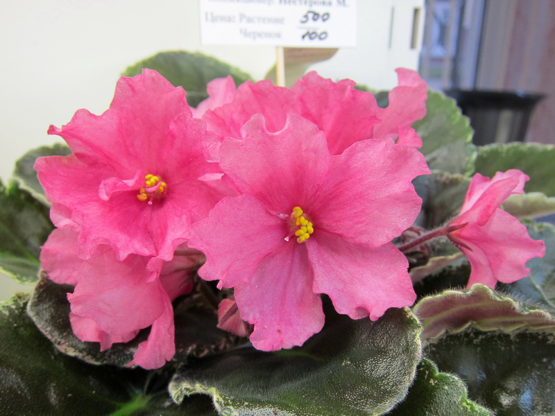 Нестерова НК-Коралл.JPG
