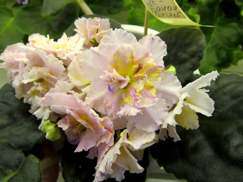Данилина И. ЛЕ-Банановый Десерт.JPG