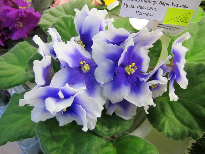 Хохлова Humako Inches.JPG