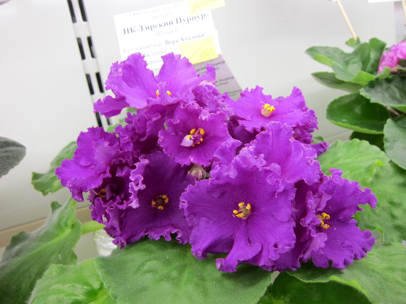 Хохлова НК-Тирский Пурпур.JPG