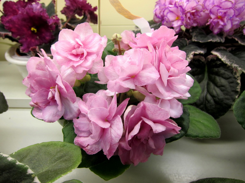 Копейкина Ален-Shoсking Pink.JPG