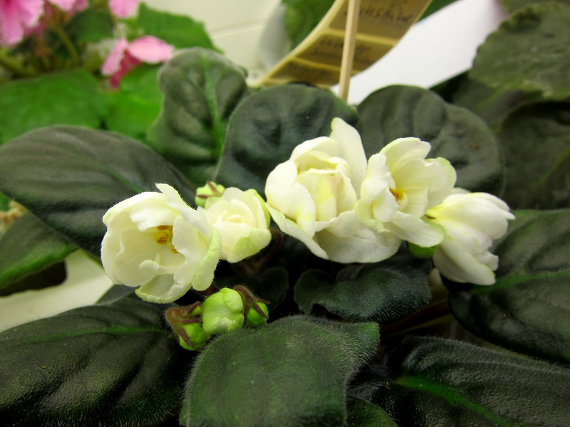 Кузина Warm Sunshine .JPG