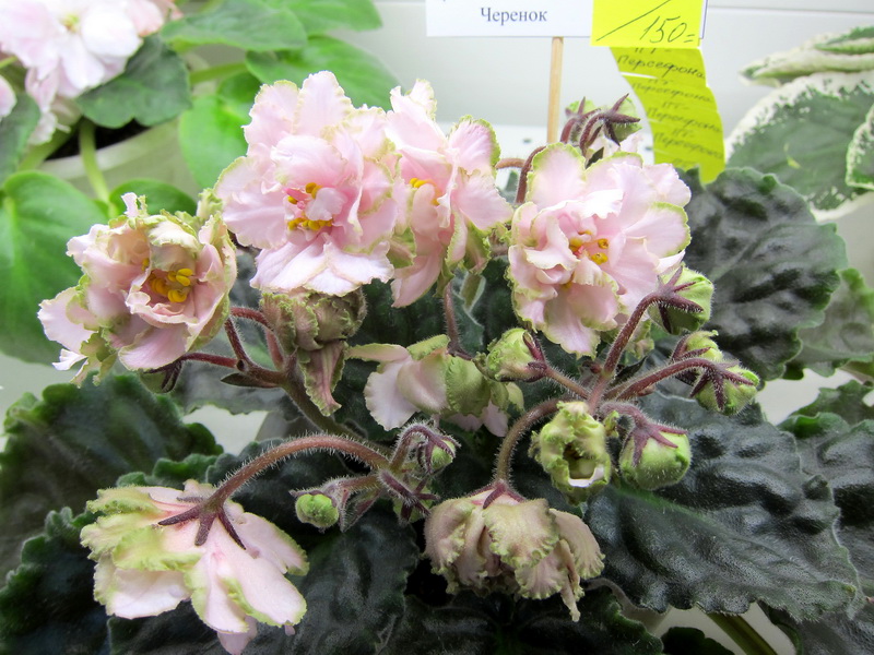 Хохлова ПТ-Персефона.JPG