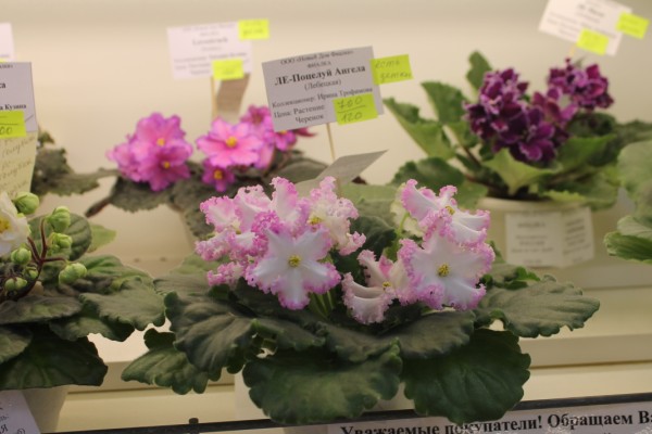 IMG_0209 (600 x 400).jpg