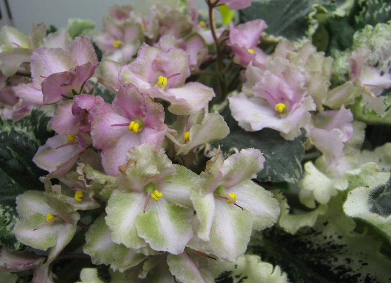 Жильчикова Wild Irish Rose.JPG